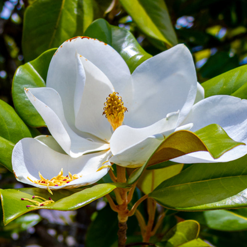 magnolia-corazon