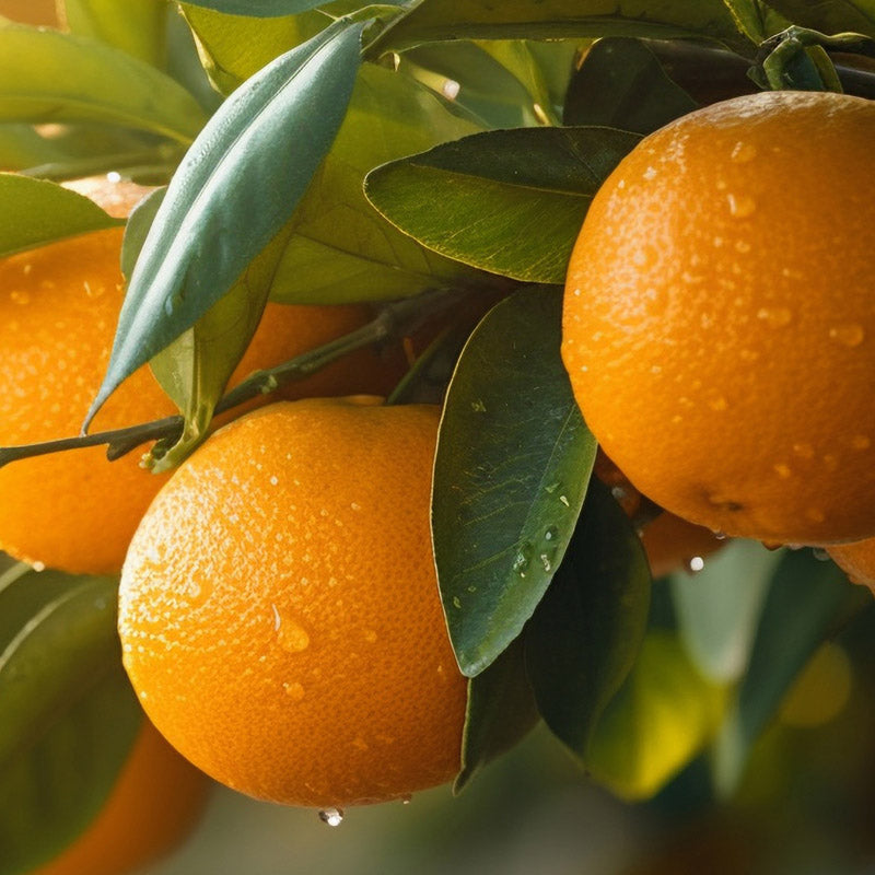 mandarina-salida