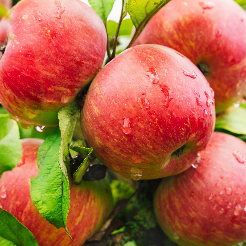 manzana-corazon