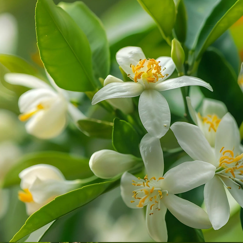 neroli-salida