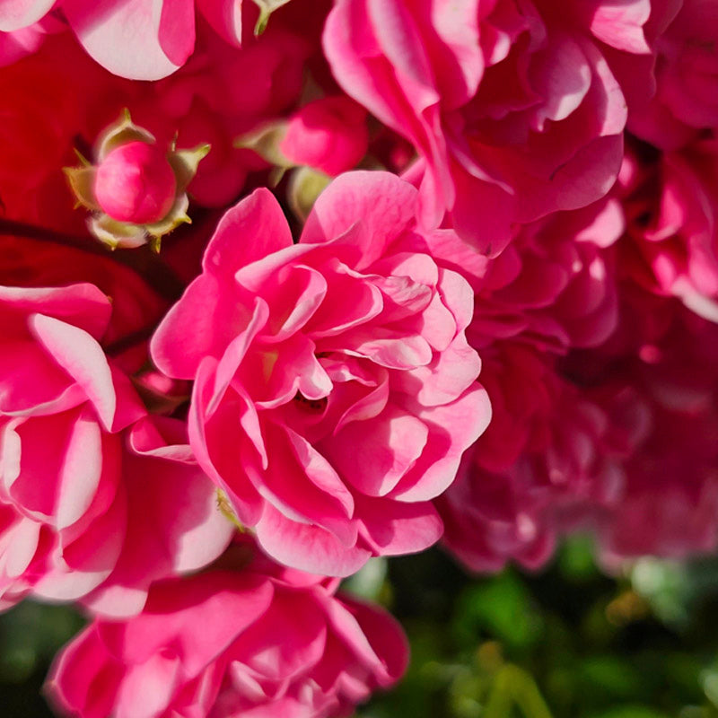 rosa-de-damasco-fondo