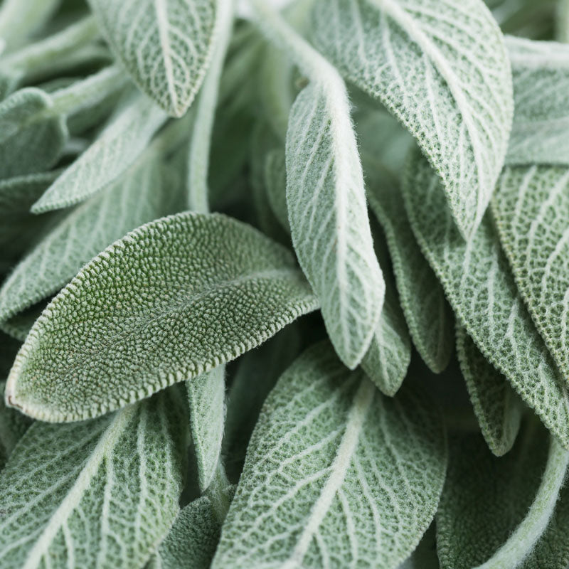 salvia
