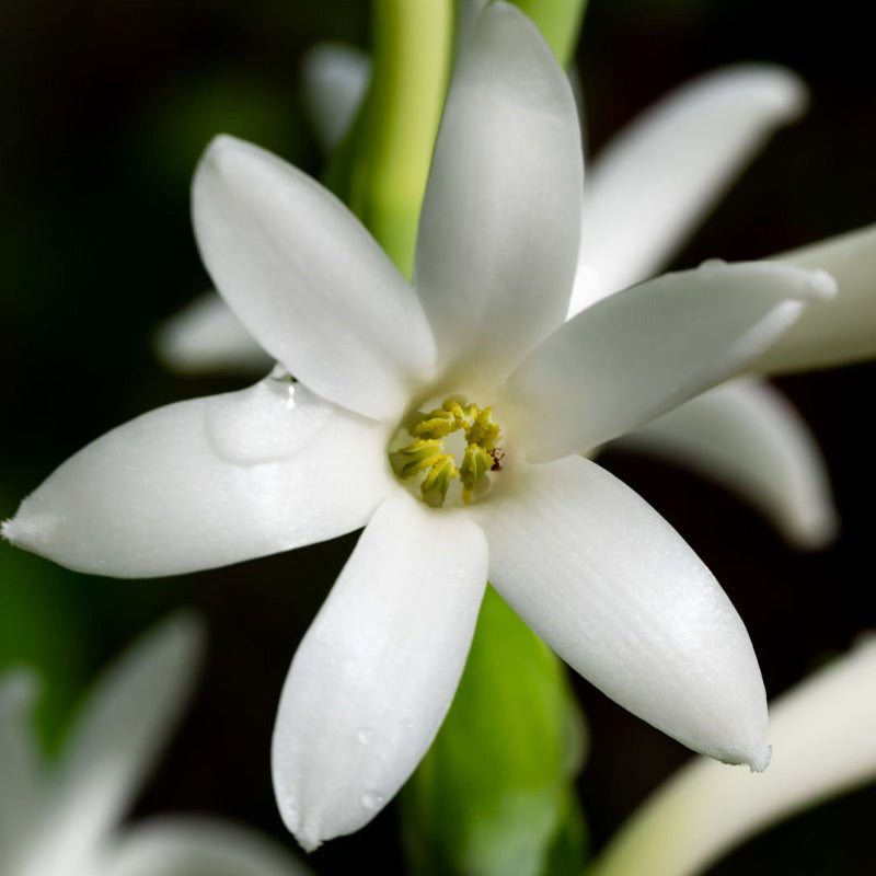 tuberosa-corazon